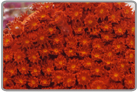 Orange Encrusting Monti